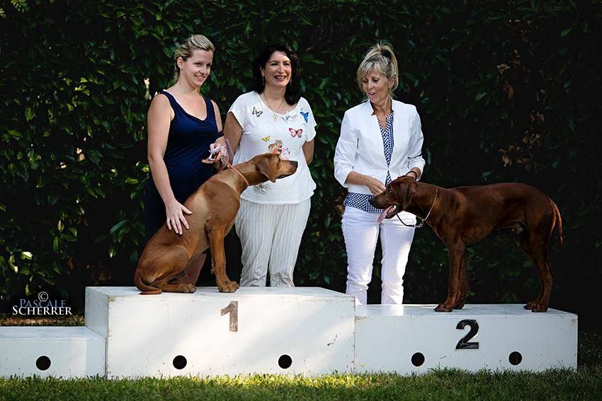 CH. Oluwa seyi aslan Du Domaine D'adéane - 1er TRES PROMETTEUR / BEST BABY