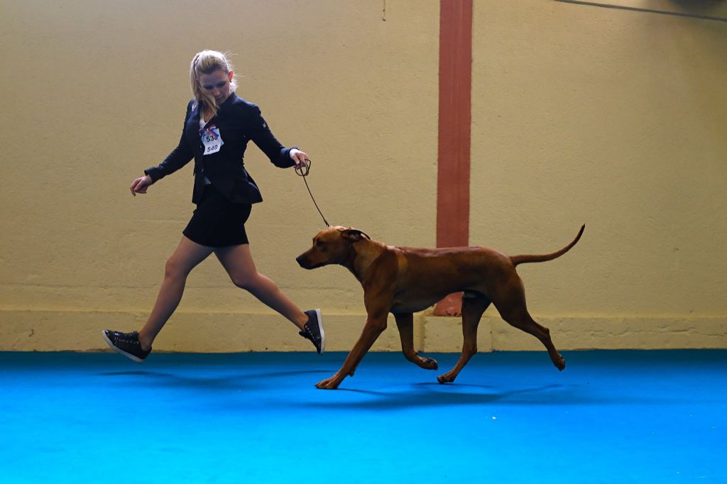 CH. Oluwa seyi aslan Du Domaine D'adéane - 1 Exc Meilleur Jeune / Best Couple