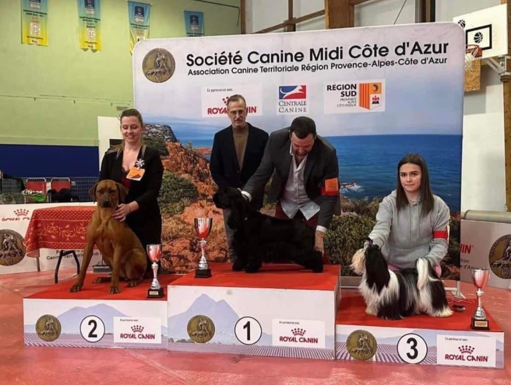 CH. Tunda wa upendo yuma Of Lil' Toffee - 1ere Exc / JBOB / JBOG / JBISII