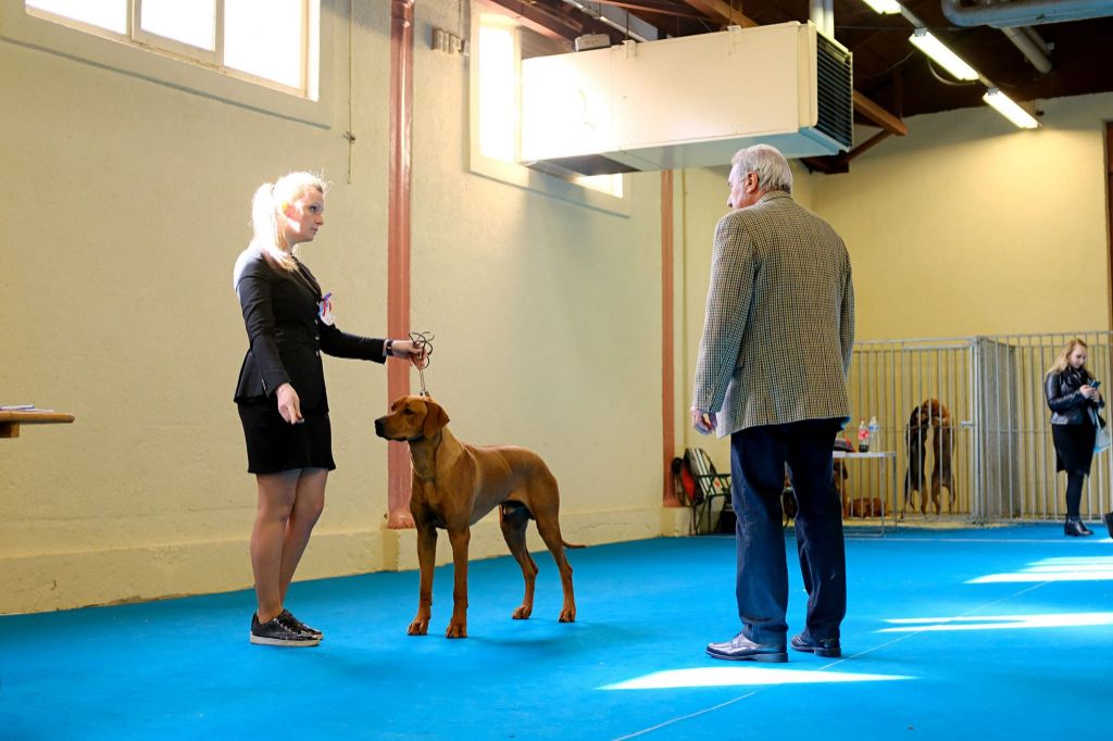 CH. Oluwa seyi aslan Du Domaine D'adéane - 1 Exc Meilleur Jeune