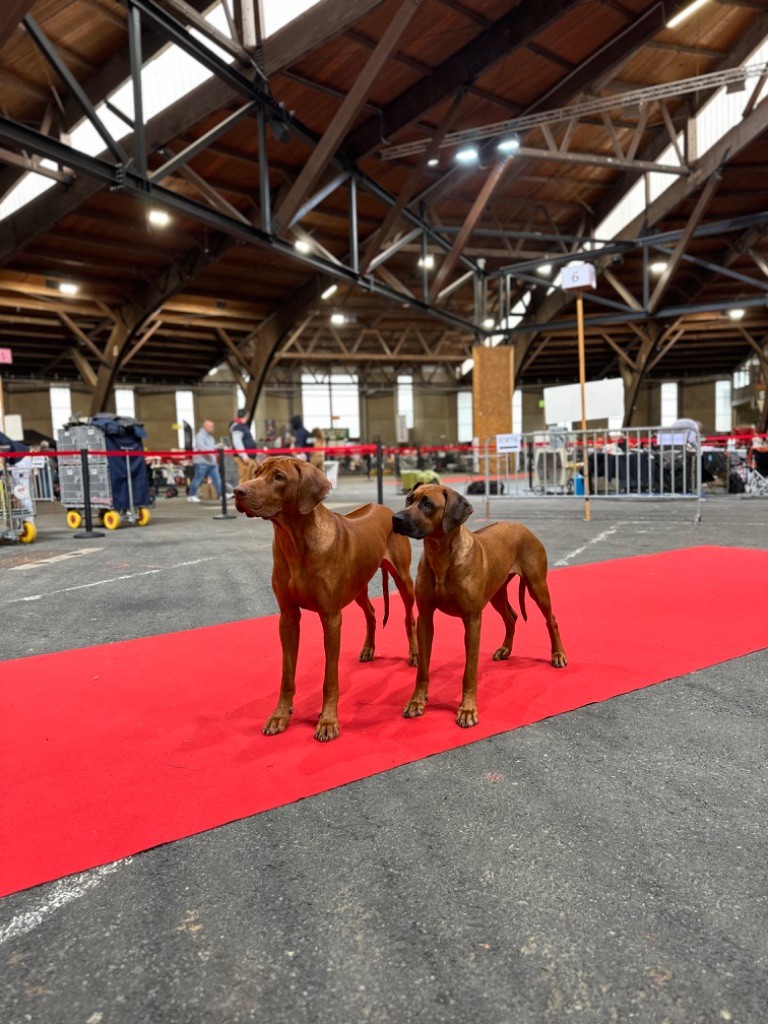 CH. Tunda wa upendo yuma Of Lil' Toffee - 1er Exc.