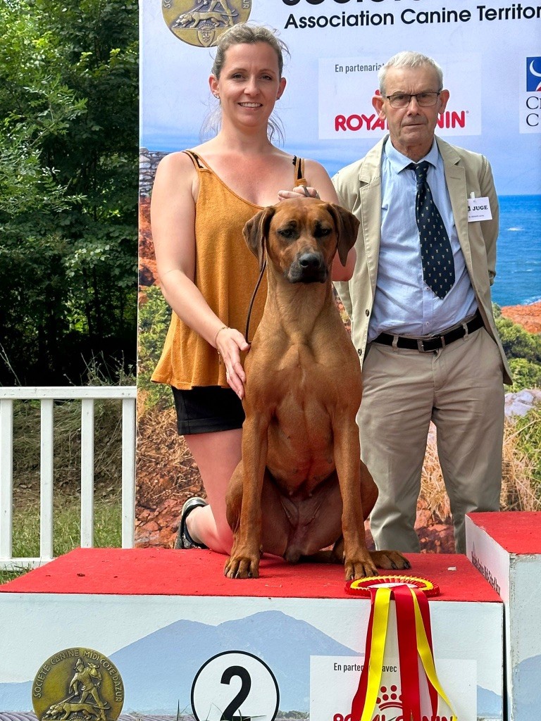 CH. Tunda wa upendo yuma Of Lil' Toffee - 1ere Exc / JCAC / JBOB / JBOGII