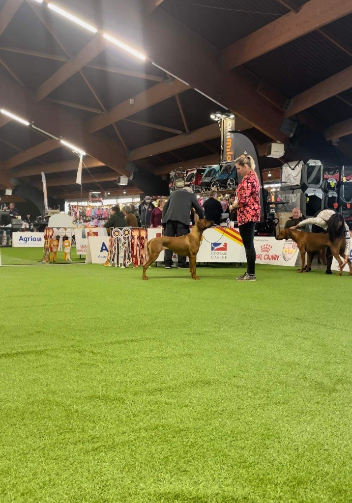 CH. Tunda wa upendo yuma Of Lil' Toffee - TB non classée