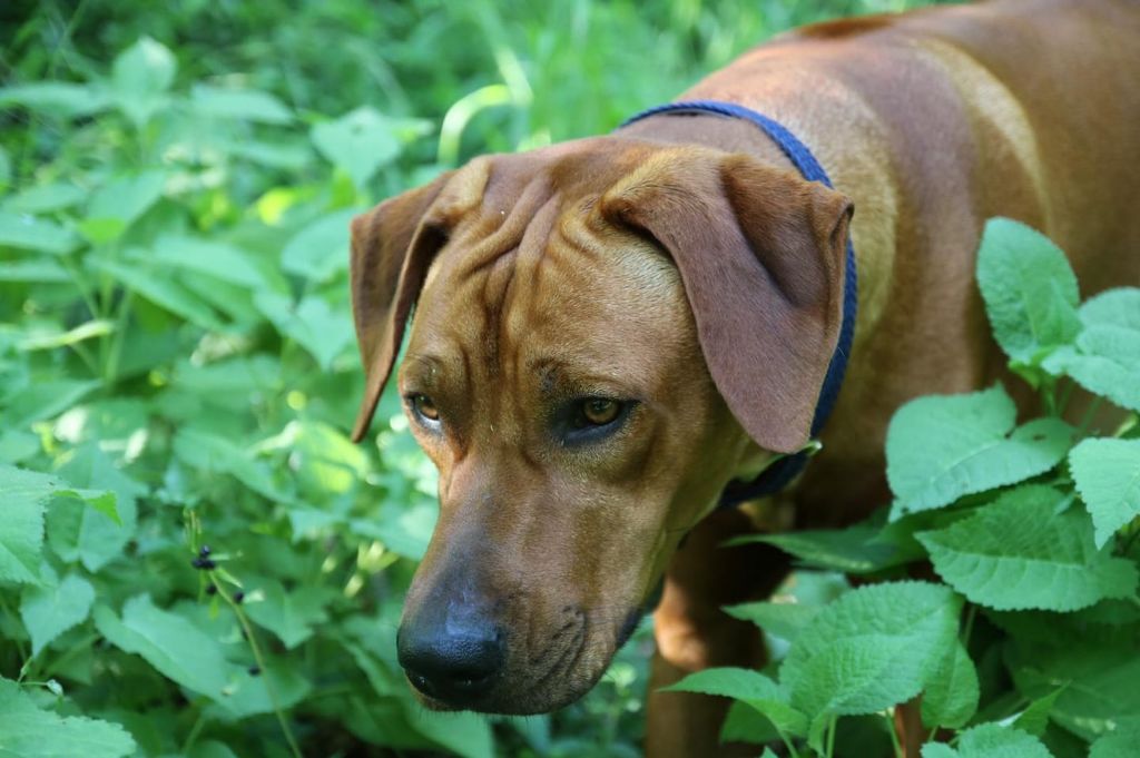 CH. Oluwa seyi aslan Du Domaine D'adéane - Très bon non classé / short list top 10