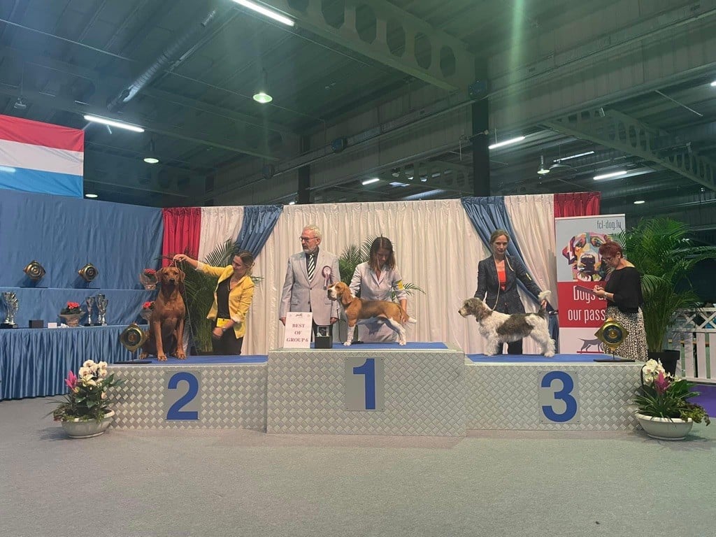 CH. Oluwa seyi aslan Du Domaine D'adéane - 1er Exc CACL / CACIB / BOB / BOG2