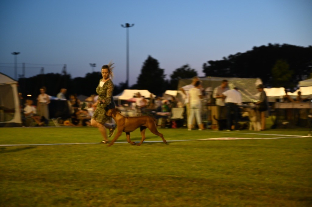 CH. Tunda wa upendo yuma Of Lil' Toffee - 1ere Exc JCAC / JBOB / BOS / JBOG