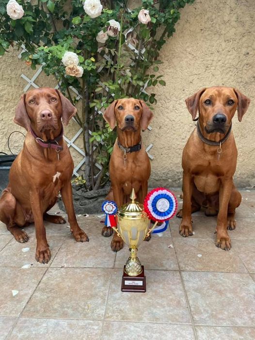 CH. Oluwa seyi aslan Du Domaine D'adéane - 1er Exc - CACS - BIS