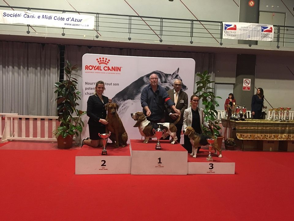 CH. Oluwa seyi aslan Du Domaine D'adéane - 1er Exc CACIB Meilleur de race BOB / 2éme groupe 6 2 BOG