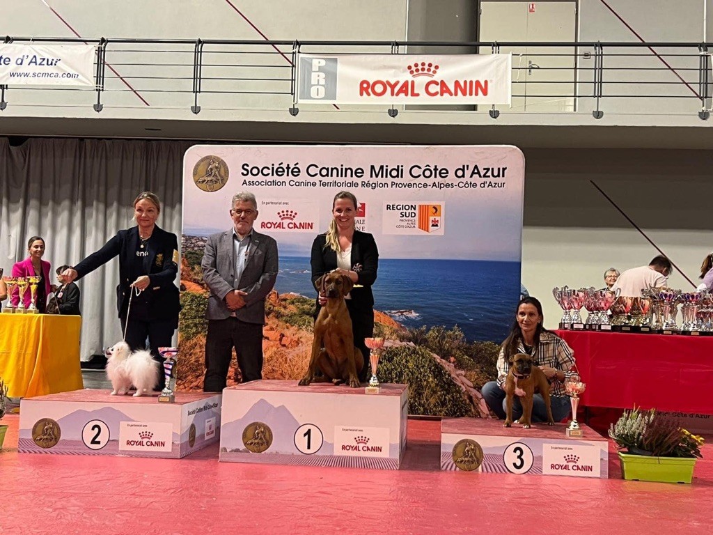 CH. Tunda wa upendo yuma Of Lil' Toffee - 1ère Très prometteur / Baby BOB / Best In Show Baby