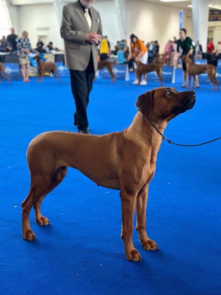 CH. Tunda wa upendo yuma Of Lil' Toffee - Exc Non Classée