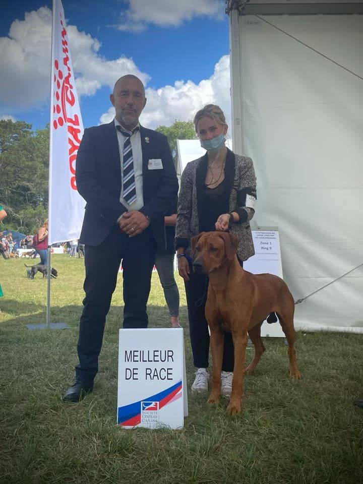 CH. Oluwa seyi aslan Du Domaine D'adéane - 1er Exc / CACS / Meilleur de Race - Top10 BOG - Champion de France