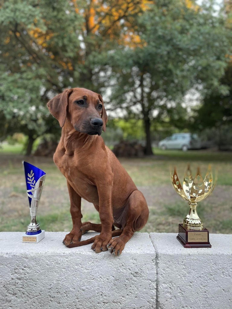 CH. Tunda wa upendo yuma Of Lil' Toffee - 1er Exc / BOB Baby / BBISS / Meilleur Baby de l?exposition