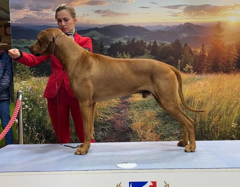 CH. Oluwa seyi aslan Du Domaine D'adéane - Médaillé d?argent