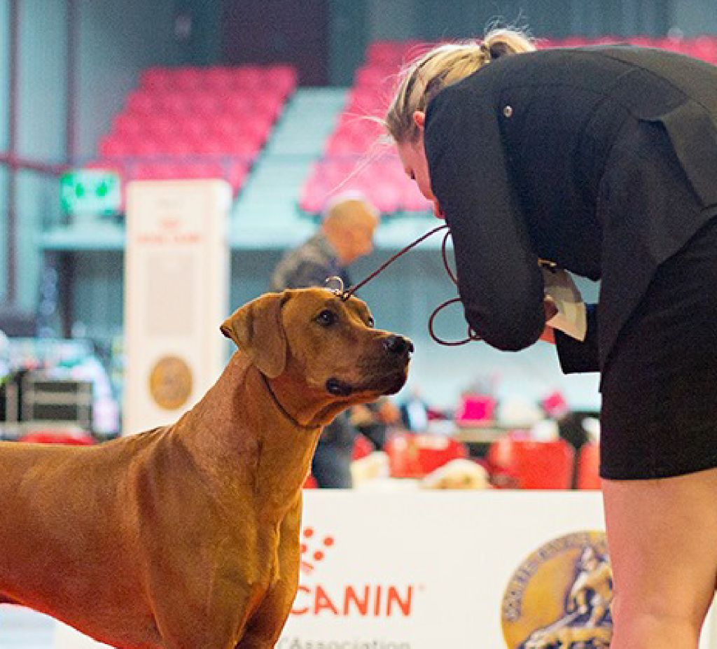 CH. Oluwa seyi aslan Du Domaine D'adéane - 1 EXC Meilleur Jeune / Meilleur de Race / 4éme GROUPE 6