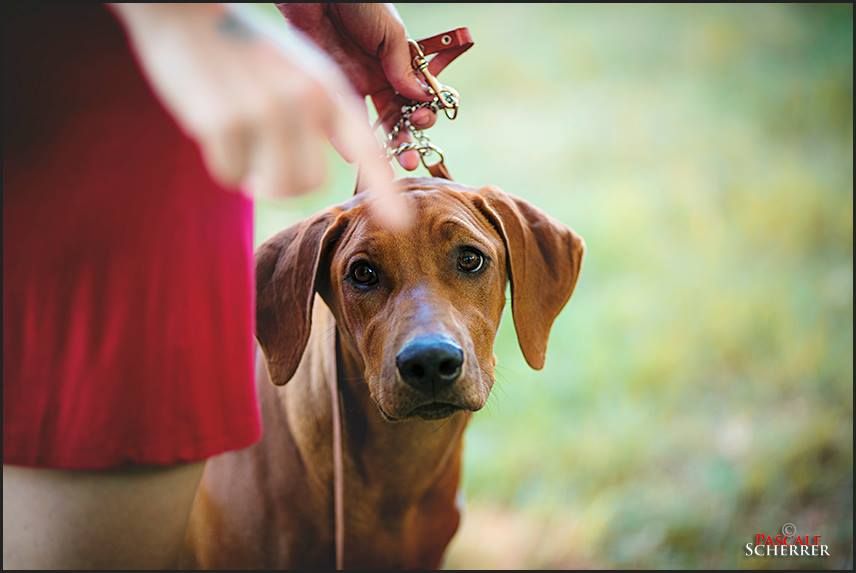 CH. Oluwa seyi aslan Du Domaine D'adéane - 1er Tres Prometteur