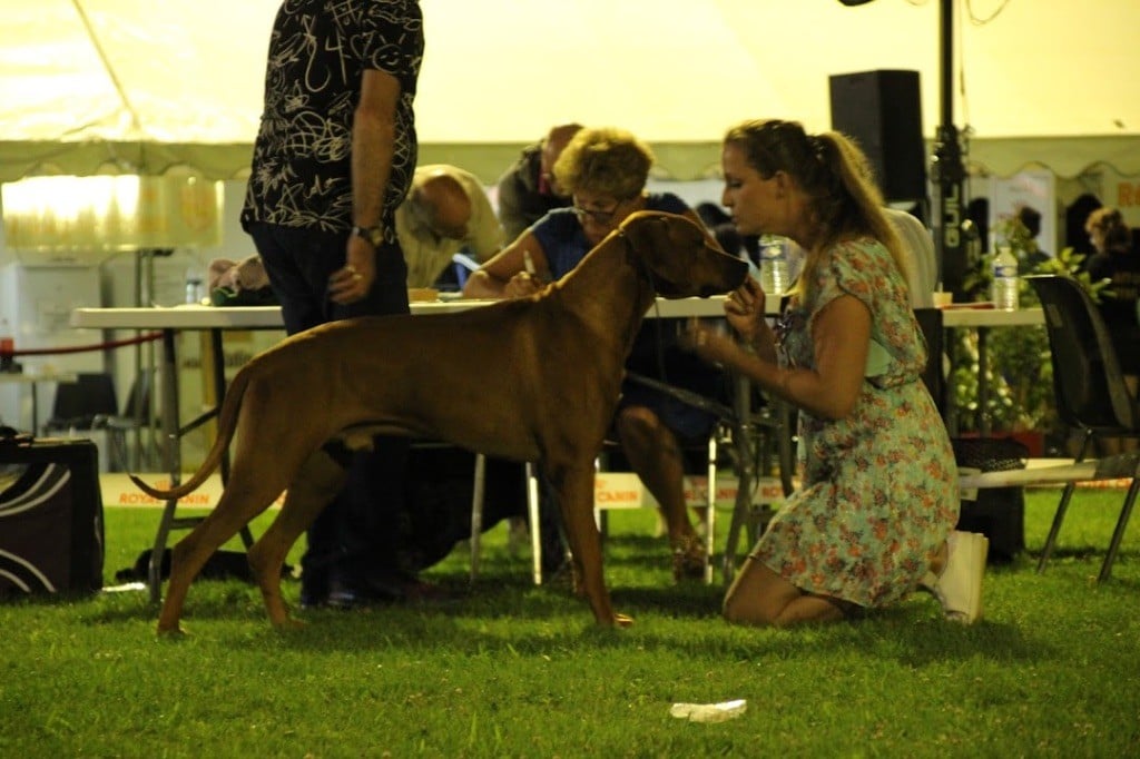 CH. Oluwa seyi aslan Du Domaine D'adéane - 1er Exc / Best Champion / Short lis Best on Show Champion