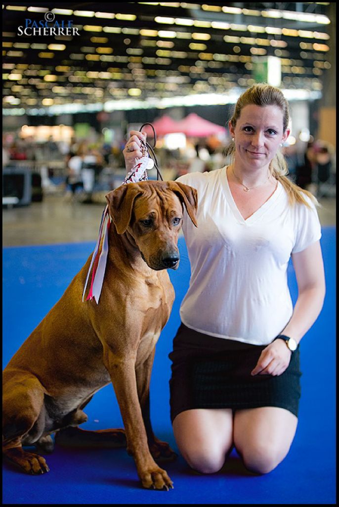 CH. Oluwa seyi aslan Du Domaine D'adéane - 3éme Exc