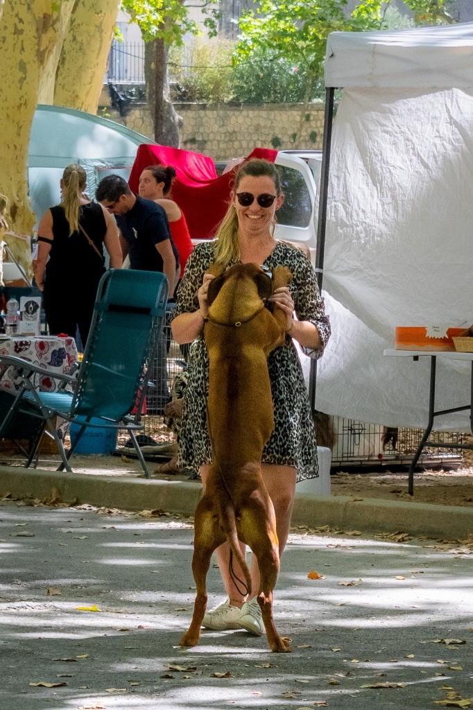 CH. Tunda wa upendo yuma Of Lil' Toffee - 1ere Exc / CACS / BOB / BOGII