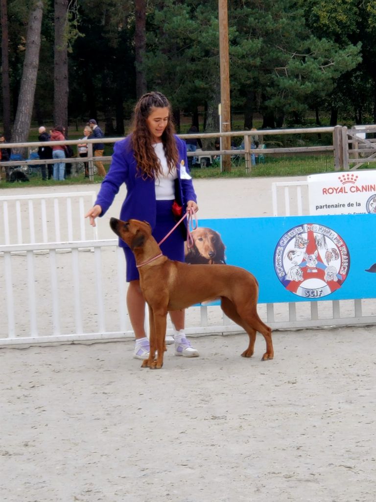 CH. Tunda wa upendo yuma Of Lil' Toffee - 2ème Exc / RCAC