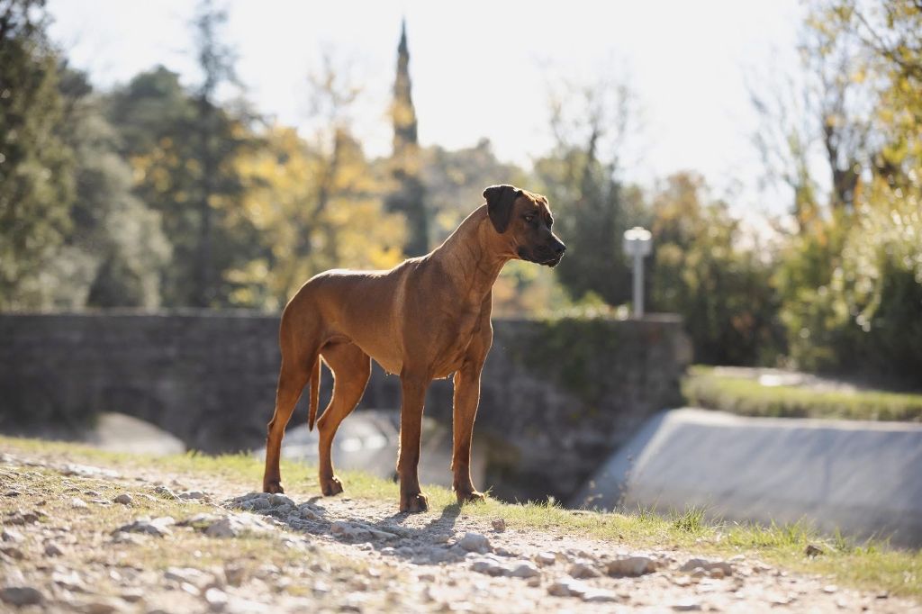 CH. Tunda wa upendo yuma Of Lil' Toffee - 2eme EXC / RCACS