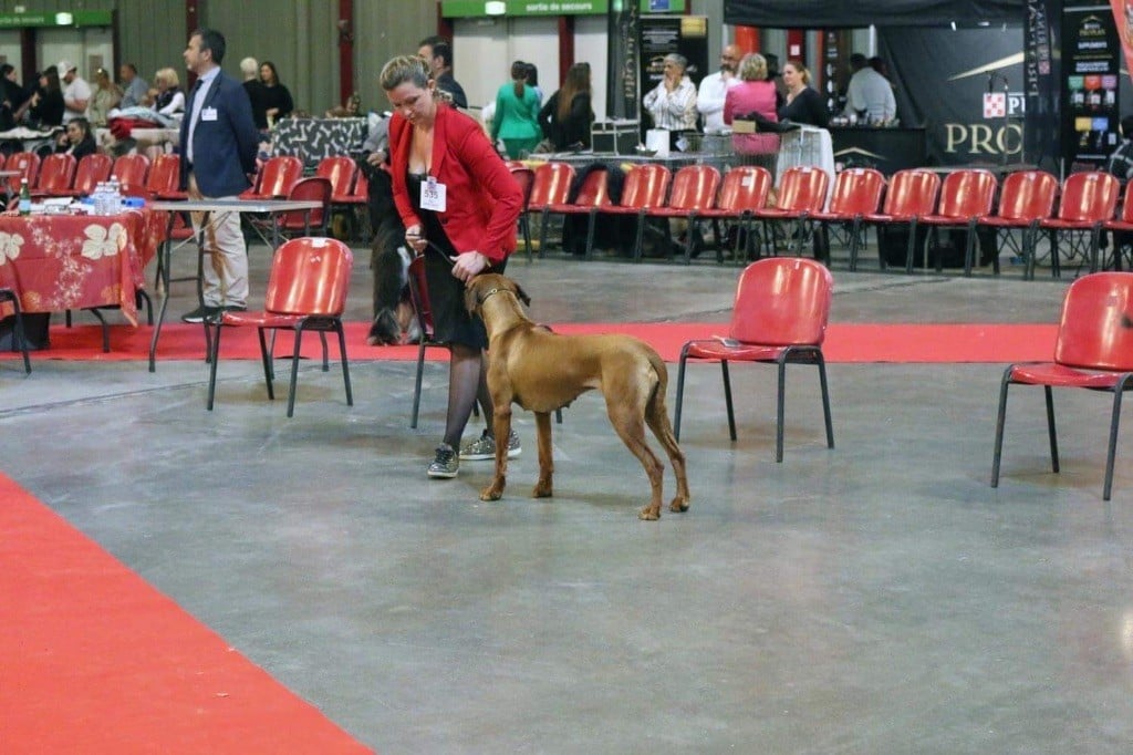 CH. Tunda wa upendo yuma Of Lil' Toffee - 2ème Exc