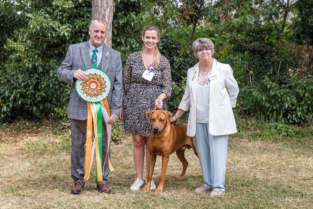 CH. Oluwa seyi aslan Du Domaine D'adéane - 1er Exc / meilleur de race