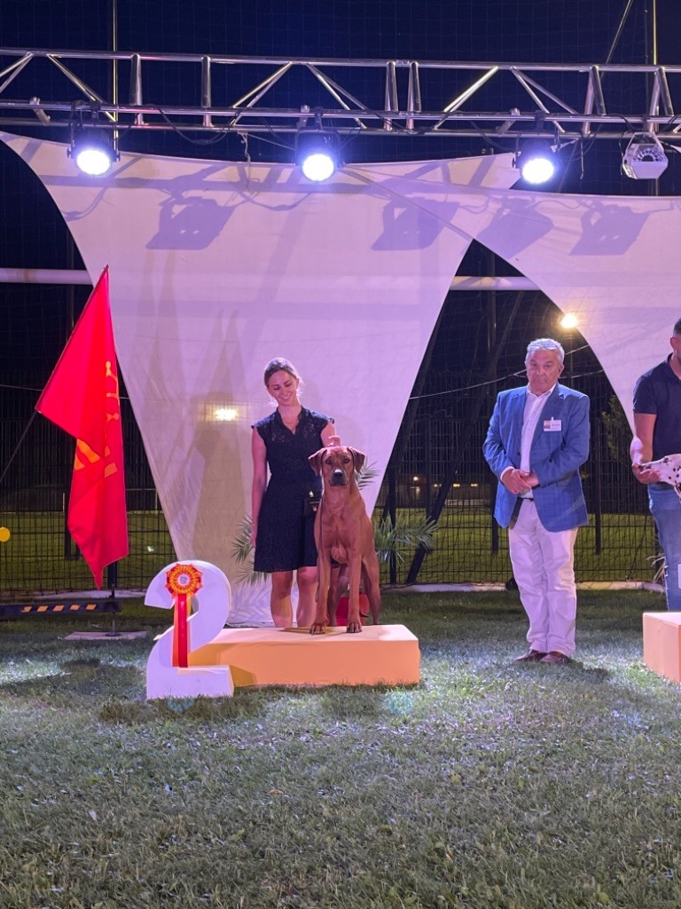 CH. Oluwa seyi aslan Du Domaine D'adéane - 1er Exc / BOB / Best Champion / BOGII / BIS champion,