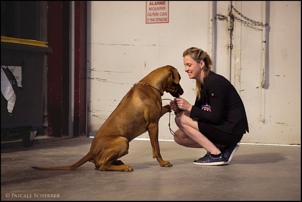 CH. Oluwa seyi aslan Du Domaine D'adéane - 2éme Exc