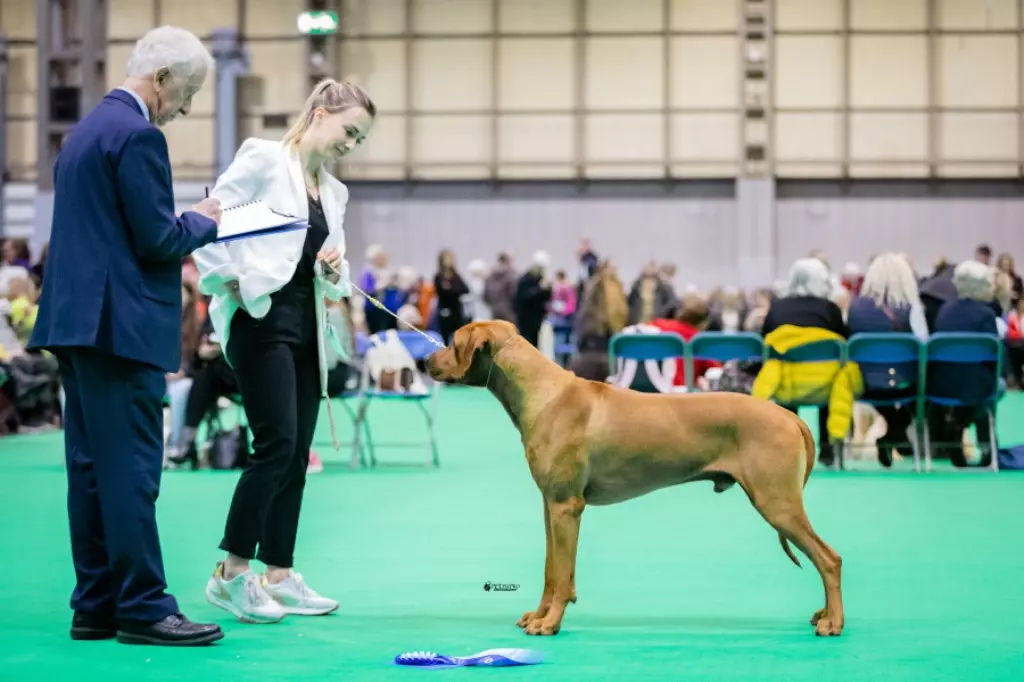 CH. Oluwa seyi aslan Du Domaine D'adéane - 2eme Exc réserve meilleur mâle de l?exposition