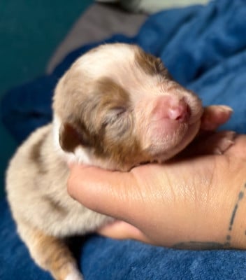 Les chiots de Berger Australien