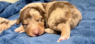 Les chiots de Berger Australien