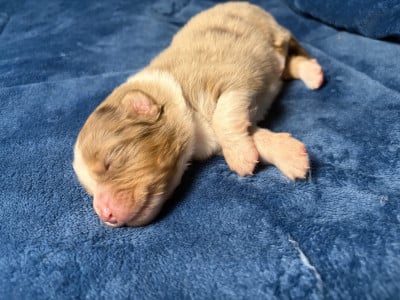 Les chiots de Berger Australien