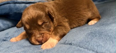 Les chiots de Berger Australien