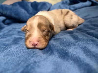 Les chiots de Berger Australien