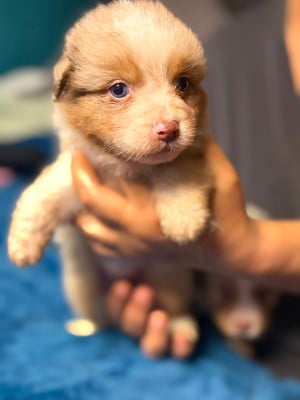 Les chiots de Berger Australien