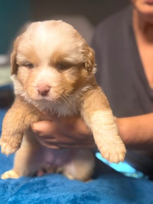 Les chiots de Berger Australien