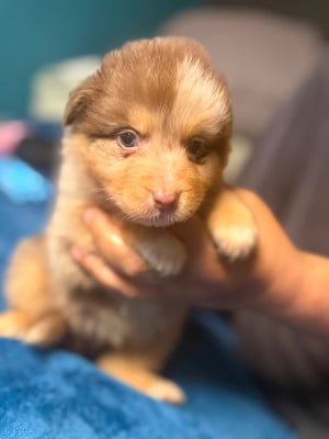 Les chiots de Berger Australien