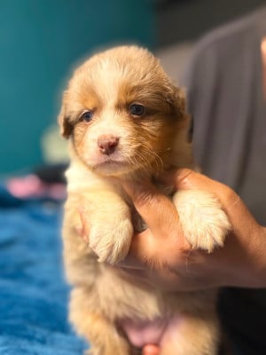 Les chiots de Berger Australien