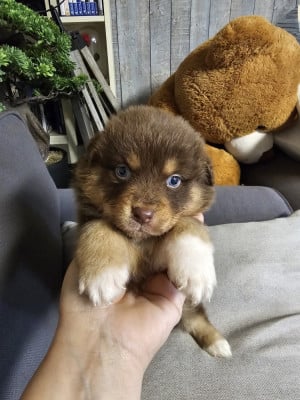 Les chiots de Berger Australien