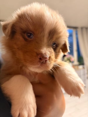 Les chiots de Berger Australien