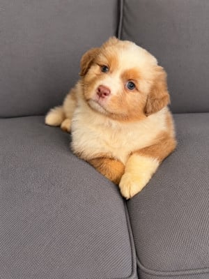 Les chiots de Berger Australien