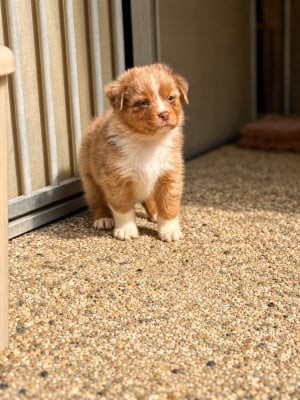 Les chiots de Berger Australien