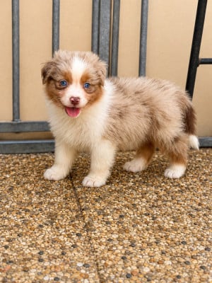 Les chiots de Berger Australien