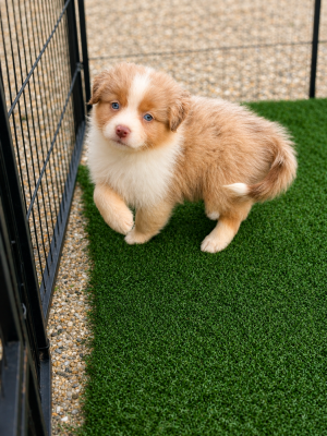Les chiots de Berger Australien