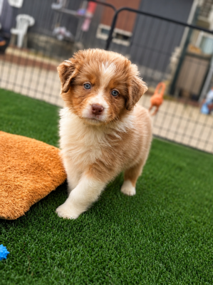 Les chiots de Berger Australien