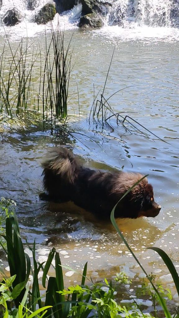 Skiper senghe airawata