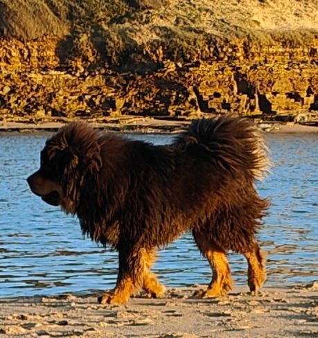 Skiper senghe airawata