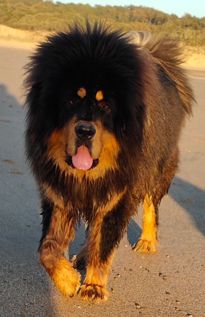 Skiper senghe airawata