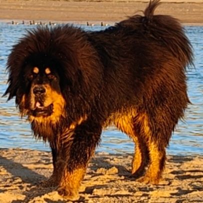 Skiper senghe airawata