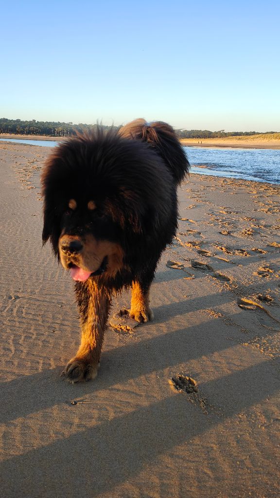 Skiper senghe airawata